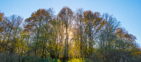 Foliage of a forest in wetland in autumn leaf colors in bright sunlight at sunrise in autumn, Almere, Flevoland, The Netherlandsの写真素材