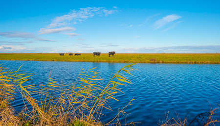 Bulls in a green field along the edge of a lake under a blue sky in bright sunlight sky in autumn, Almere, Flevoland, The Netherlandsの写真素材