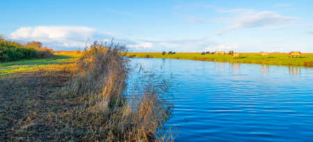 Bulls in a green field along the edge of a lake under a blue sky in bright sunlight sky in autumn, Almere, Flevoland, The Netherlandsの写真素材