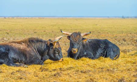 Herd of heck cattle in a green field in wetland along the edge of a lake under a blue sky in bright sunlight in winter, Almere, Flevoland, The Netherlands, March 13, 2022の写真素材
