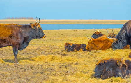Herd of heck cattle in a green field in wetland along the edge of a lake under a blue sky in bright sunlight in winter, Almere, Flevoland, The Netherlands, March 13, 2022の写真素材
