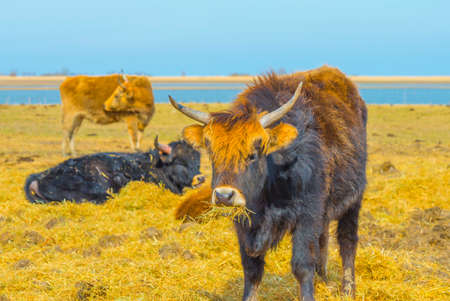 Herd of heck cattle in a green field in wetland along the edge of a lake under a blue sky in bright sunlight in winter, Almere, Flevoland, The Netherlands, March 13, 2022の写真素材
