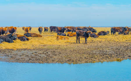 Herd of heck cattle in a green field in wetland along the edge of a lake under a blue sky in bright...