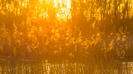 Reed along the edge of a lake in bright sunlight at sunrise in winter, Almere, Flevoland, The Netherlands, March 19, 2022の写真素材