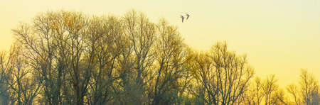 Geese flying over trees in bright sunlight at sunrise in winter, Almere, Flevoland, The Netherlands, March 19, 2022の写真素材