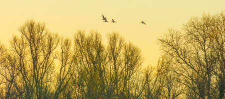 Geese flying over trees in bright sunlight at sunrise in winter, Almere, Flevoland, The Netherlands, March 19, 2022の写真素材