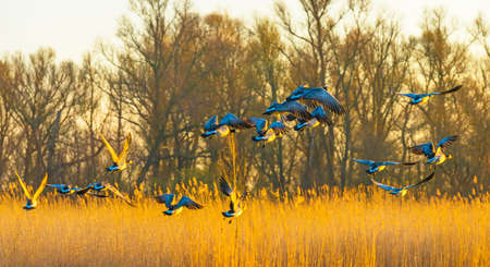 Geese flying over trees in bright sunlight at sunrise in winter, Almere, Flevoland, The Netherlands, March 19, 2022の写真素材