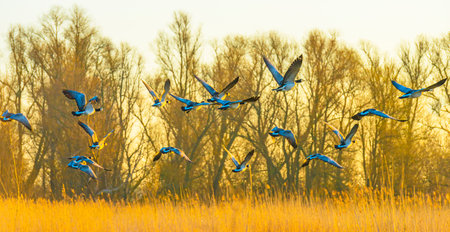 Geese flying over trees in bright sunlight at sunrise in winter, Almere, Flevoland, The Netherlands, March 19, 2022の写真素材