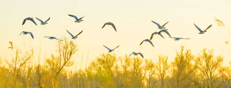 Geese flying over trees in bright sunlight at sunrise in winter, Almere, Flevoland, The Netherlands, March 19, 2022の写真素材