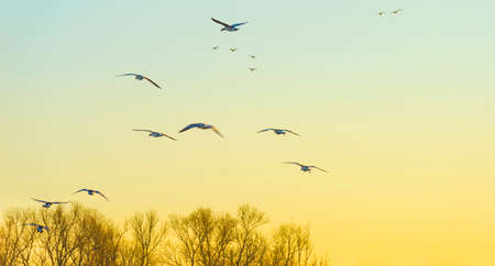 Geese flying over trees in bright sunlight at sunrise in winter, Almere, Flevoland, The Netherlands, March 19, 2022の写真素材