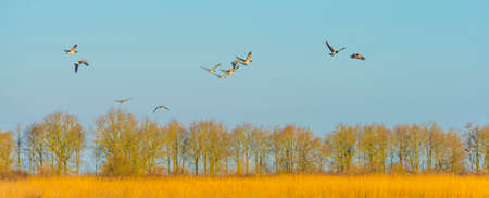 Geese flying over trees in bright sunlight at sunrise in winter, Almere, Flevoland, The Netherlands, March 19, 2022の写真素材