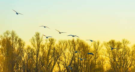 Geese flying over trees in bright sunlight at sunrise in winter, Almere, Flevoland, The Netherlands, March 19, 2022の写真素材