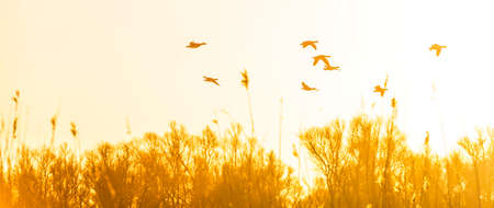Geese flying over trees in bright sunlight at sunrise in winter, Almere, Flevoland, The Netherlands, March 19, 2022の写真素材