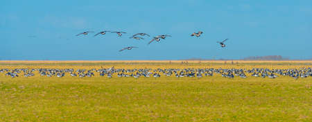 Flock of geese flying in a blue clear sky in bright sunlight over wetland along a lake in winter, Almere, Flevoland, The Netherlands, March 18, 2022の写真素材