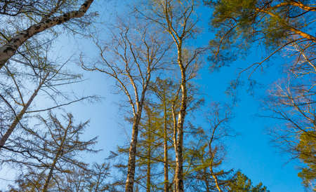 Trees in a forest below a blue sky in bright sunlight in spring, Baarn, Lage Vuursche, Utrecht, The...