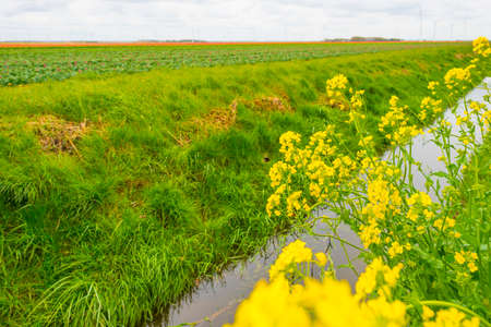 Bee flying around yellow wild flowers blooming in green grass along a ditch in sunlight in...