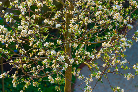 Blossoming tree in a garden in bright sunlight in springtime, Almere, Flevoland, The Netherlands,...