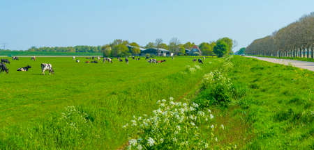 Cows in a green meadow in sunlight under a blue sky in springtime, Almere, Flevoland, The Netherlands, April 24, 2022の写真素材