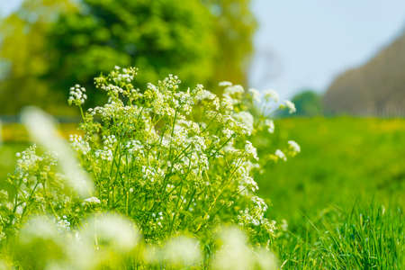 White wild flowers in green grass along road and trees in sunlight under a blue sky in spring, Almere, Flevoland, The Netherlands, April 24, 2022の写真素材