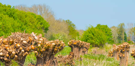 Trees along an agricultural field in bright sunlight under a blue sky in springtime, Almere,...