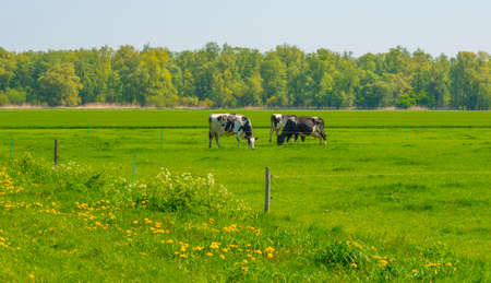 Cows in a green meadow in sunlight under a blue sky in springtime, Almere, Flevoland, The Netherlands, April 24, 2022の写真素材