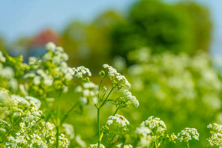 White wild flowers in green grass along road and trees in sunlight under a blue sky in spring, Almere, Flevoland, The Netherlands, April 24, 2022の写真素材