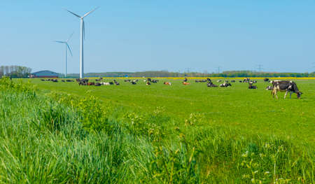 Cows in a green meadow in sunlight under a blue sky in springtime, Almere, Flevoland, The...