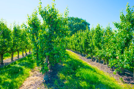 Pear trees in an orchard in a green grassy meadow in bright sunlight in springtime, Voeren, Limburg, Belgium, Voeren, Limburg, Belgium, June, 2022の写真素材