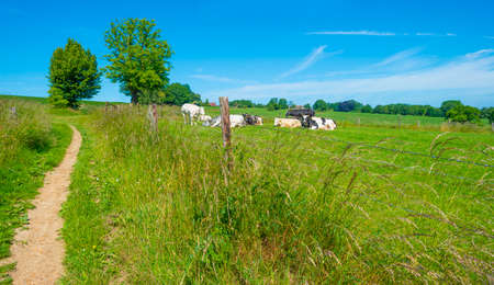 Cows in a green hilly meadow under a blue sky in sunlight in springtime, Voeren, Limburg, Belgium,...