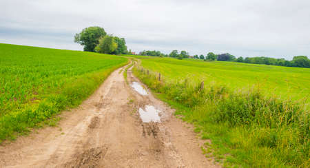 Fields and trees in a green hilly grassy landscape under a blue sky in sunlight in spring, Voeren, Limburg, Belgium, June, 2022の写真素材