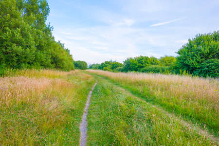 Field in wetland with water, grasses and reed under a blue sky in bright sunlight in summer, Walcheren, Zeeland, the Netherlands, July, 2022の写真素材