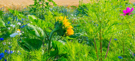 Wild flowers in a field in bright sunlight in summer, Walcheren, Zeeland, the Netherlands, July, 2022の写真素材