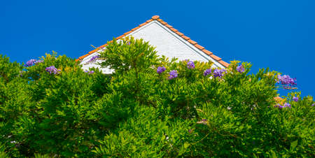 Cultivated colorful flowers and plants in a garden in bright sunlight in summer, Walcheren, Zeeland, the Netherlands, July, 2022の写真素材