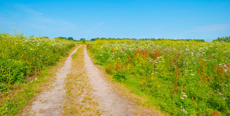 Wildflowers along a path in a field in wetland in bright sunlight under a blue sky in summer,...
