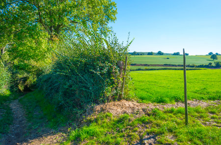 Fields and trees in a green hilly grassy landscape under a blue sky at sunrise in autumn, Voeren, Limburg, Belgium, October, 2022の写真素材