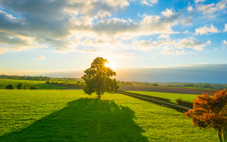 Fields and trees in a green hilly grassy landscape under a blue sky at sunrise in autumn, Voeren, Limburg, Belgium, October, 2022の写真素材