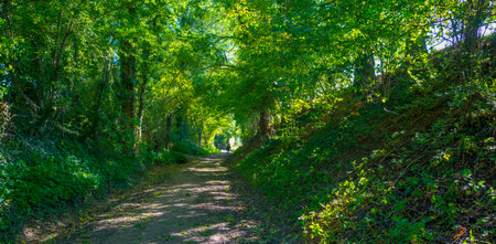 Colorful foliage and leaves of trees in a forest in bright sunlight in autumn, Voeren, Limburg,...