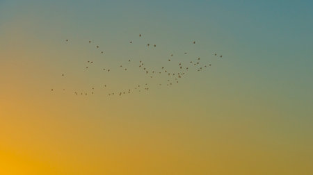 Flock of birds flying in a blue yellow sky in sunlight at sunrise in autumn, Almere, Flevoland, The Netherlands, September, 2022の写真素材