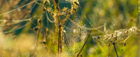 The edge of a foggy lake with reed and withered wild flowers in wetland in sunlight at sunrise in...
