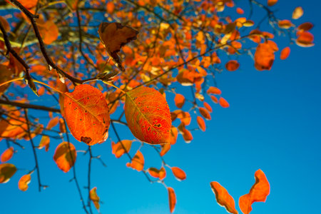 Colorful foliage, plants and leaves of trees in a garden in bright sunlight under a blue sky in...