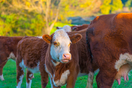 Cows in a green hilly meadow under a blue sky in sunlight in autumn, Voeren, Limburg, Belgium, November, 2022の写真素材