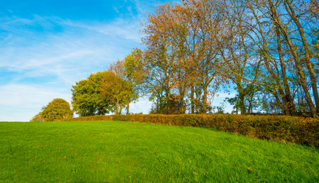 Fields and trees in a green hilly grassy landscape under a blue sky in sunlight in autumn, Voeren, Limburg, Belgium, November, 2022の写真素材