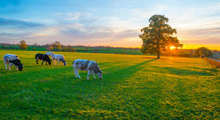 Cows in a green hilly meadow under a blue sky in sunlight in autumn, Voeren, Limburg, Belgium, November, 2022の写真素材