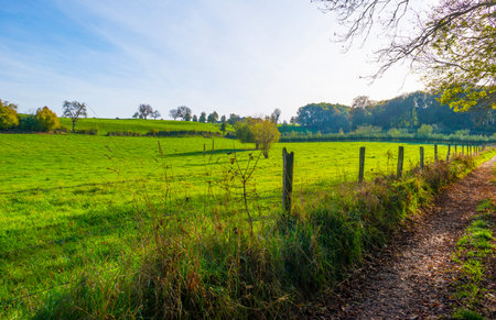Fields and trees in a green hilly grassy landscape under a blue sky in sunlight in autumn, Voeren, Limburg, Belgium, November, 2022の写真素材