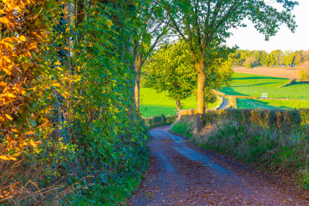 Fields and trees in a green hilly grassy landscape under a blue sky in sunlight in autumn, Voeren, Limburg, Belgium, November, 2022の写真素材