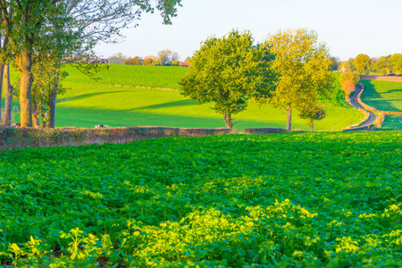 Fields and trees in a green hilly grassy landscape under a blue sky in sunlight in autumn, Voeren, Limburg, Belgium, November, 2022の写真素材