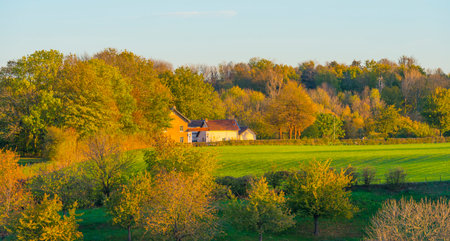 Fields and trees in a green hilly grassy landscape under a blue sky in sunlight in autumn, Voeren, Limburg, Belgium, November, 2022の写真素材