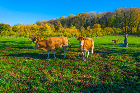 Cows in a green hilly meadow under a blue sky in sunlight in autumn, Voeren, Limburg, Belgium, November, 2022の写真素材
