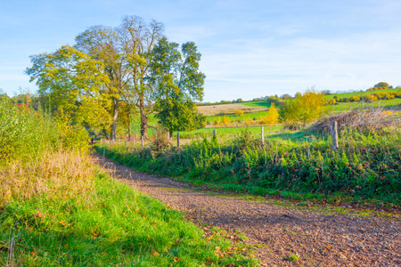 Fields and trees in a green hilly grassy landscape under a blue sky in sunlight in autumn, Voeren, Limburg, Belgium, November, 2022の写真素材