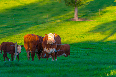 Cows in a green hilly meadow under a blue sky in sunlight in autumn, Voeren, Limburg, Belgium, November, 2022の写真素材